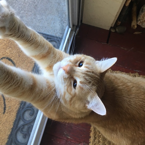 Meet your Posher, Birdie - Picture 1 of 3